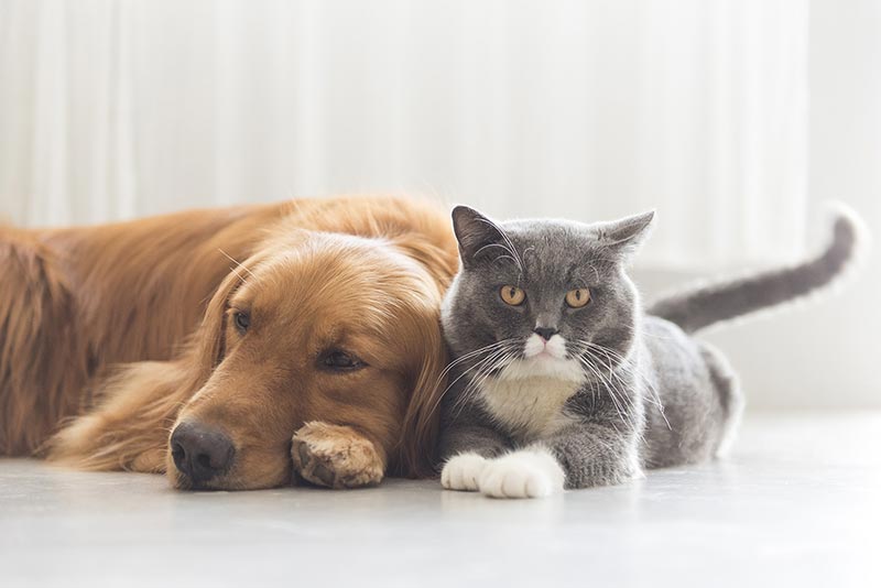 Dog and car lying on floor