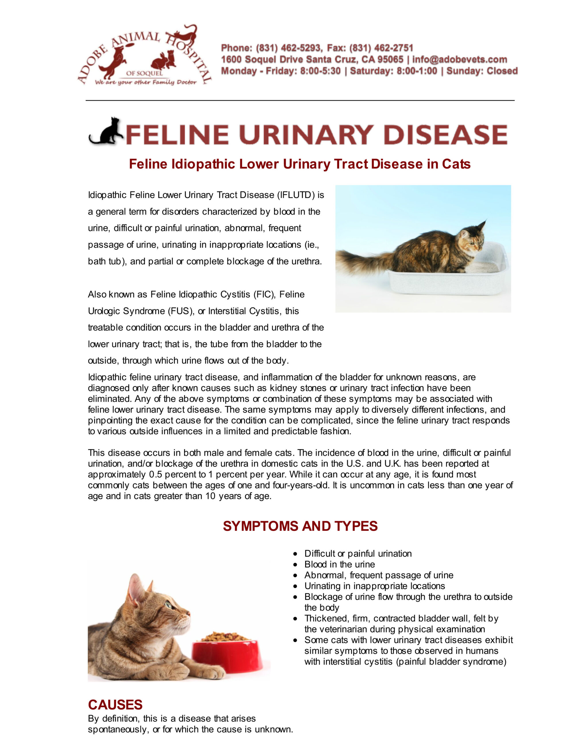 Feline Urinary Disease