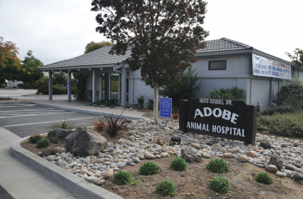 Adobe Animal Hospital building