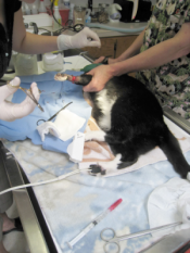 Common surgery of Cat