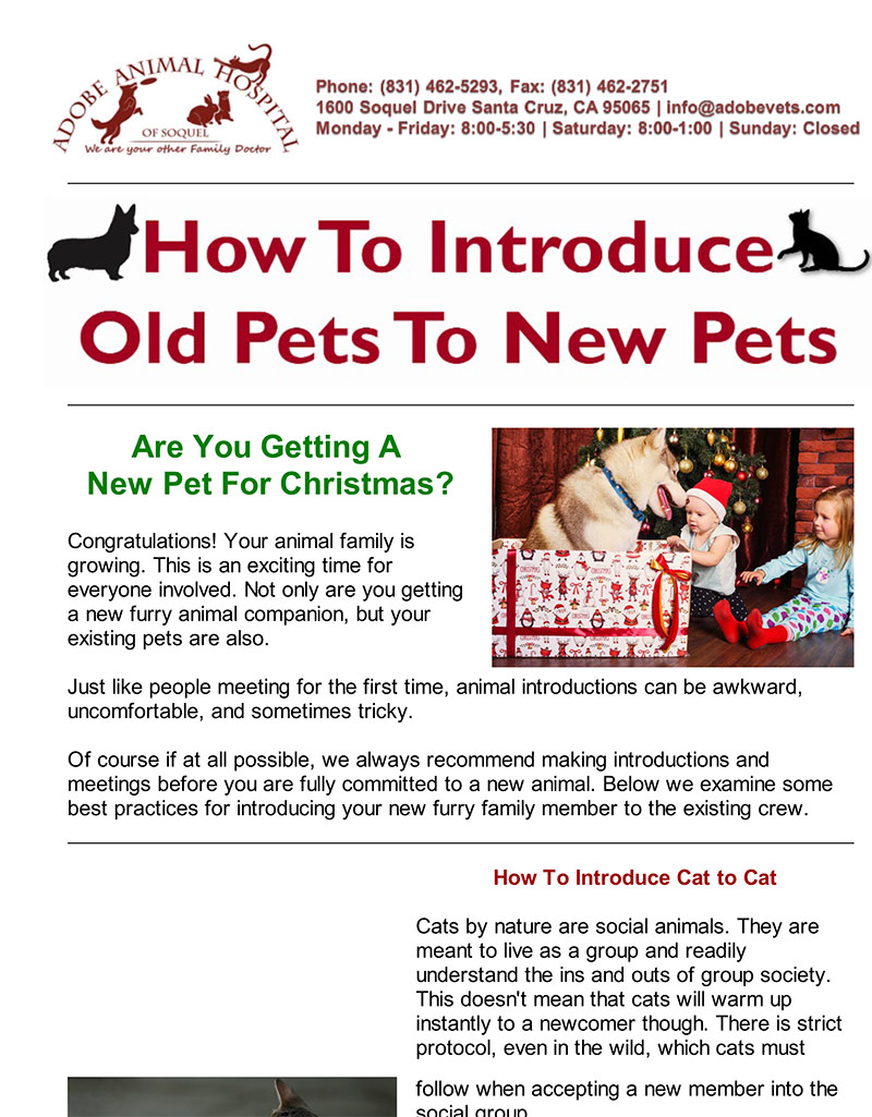 Introduce Old Pets to New Pets