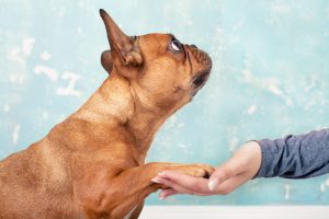 Dog Behaviors' Counseling