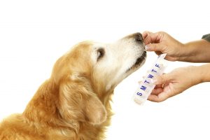 Dog pharmacy