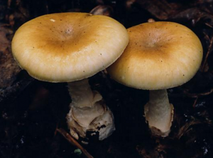 Danger of Mushrooms