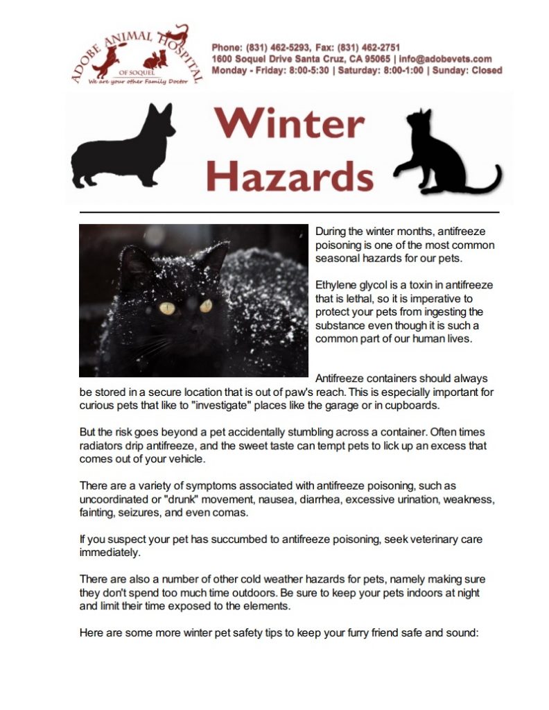 Pet Winter Hazard