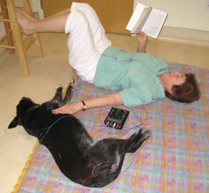 person with dog getting treatment