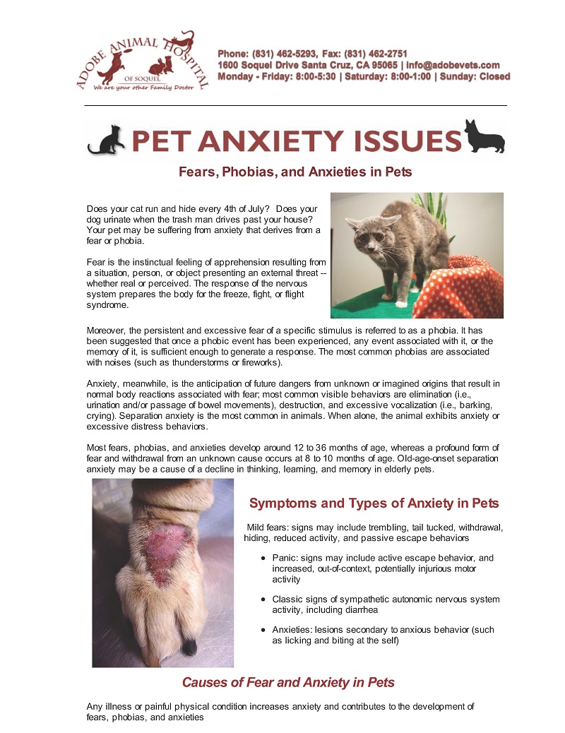 pet anxiety
