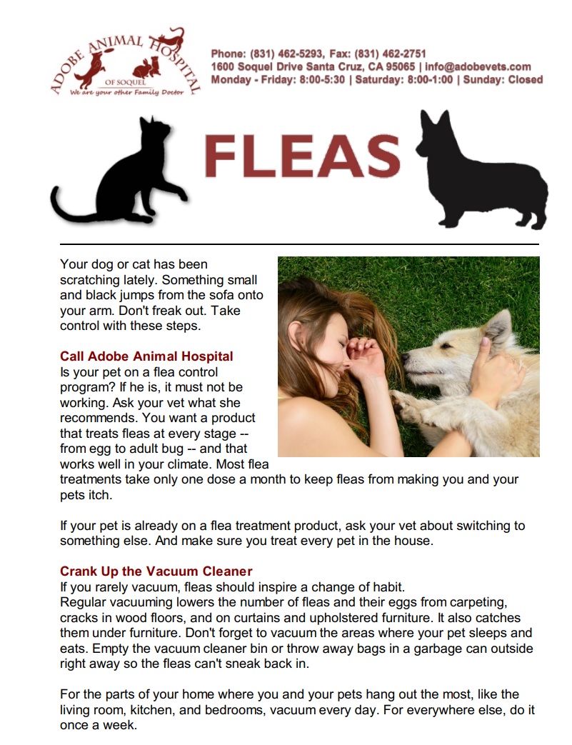 Pet Fleas