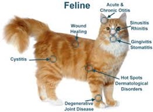 laser cat chart