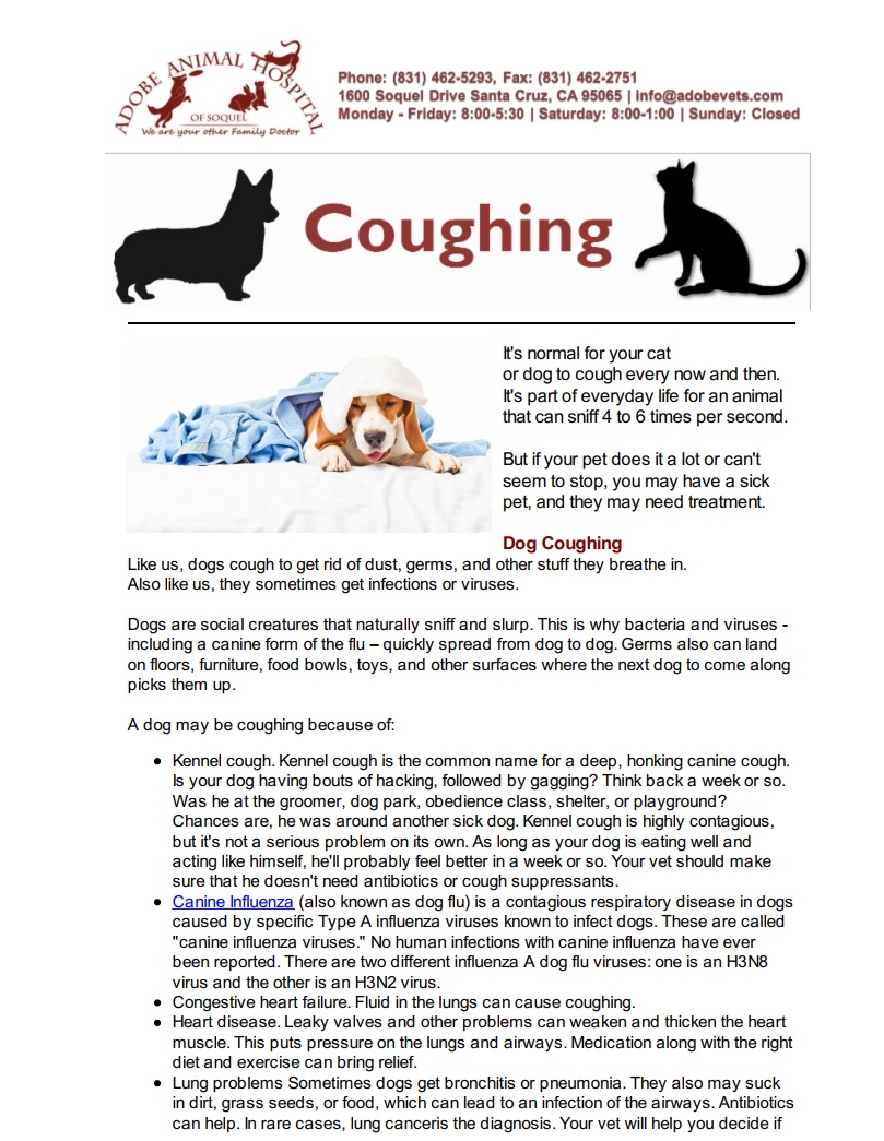 Pet Coughing