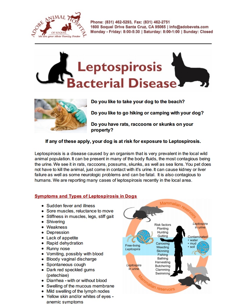 Pet Leptospirosis Bacterial Disease
